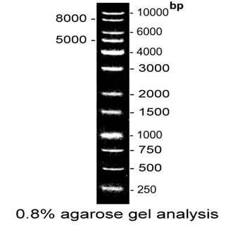 1 Kb DNA Ladder