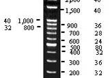 100 bp DNA Ladder