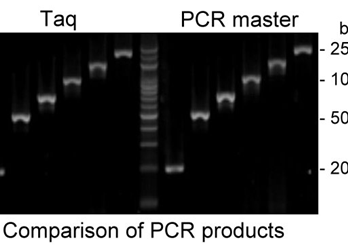 2x PCR mix