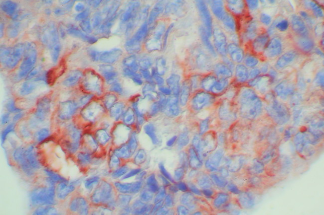 Rabbit Probe HRP Labeling Kit with AEC