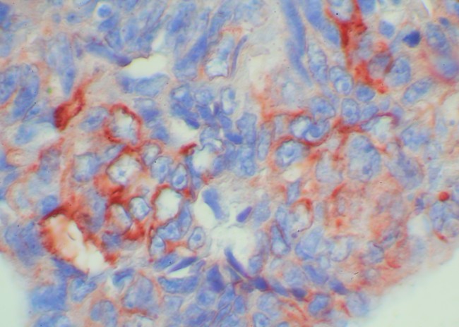 Rabbit Probe HRP Labeling Kit with AEC