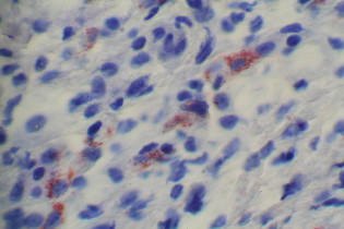 BioSpot ISH Kit For Biotin probe figure 3