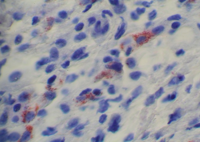 BioSpot ISH Kit For Biotin probe figure 3