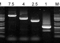 Pfu DNA polymerase