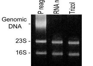 RNA reagent
